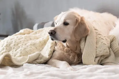 Golden retriever wrapped in a cozy blanket, relaxing indoors.