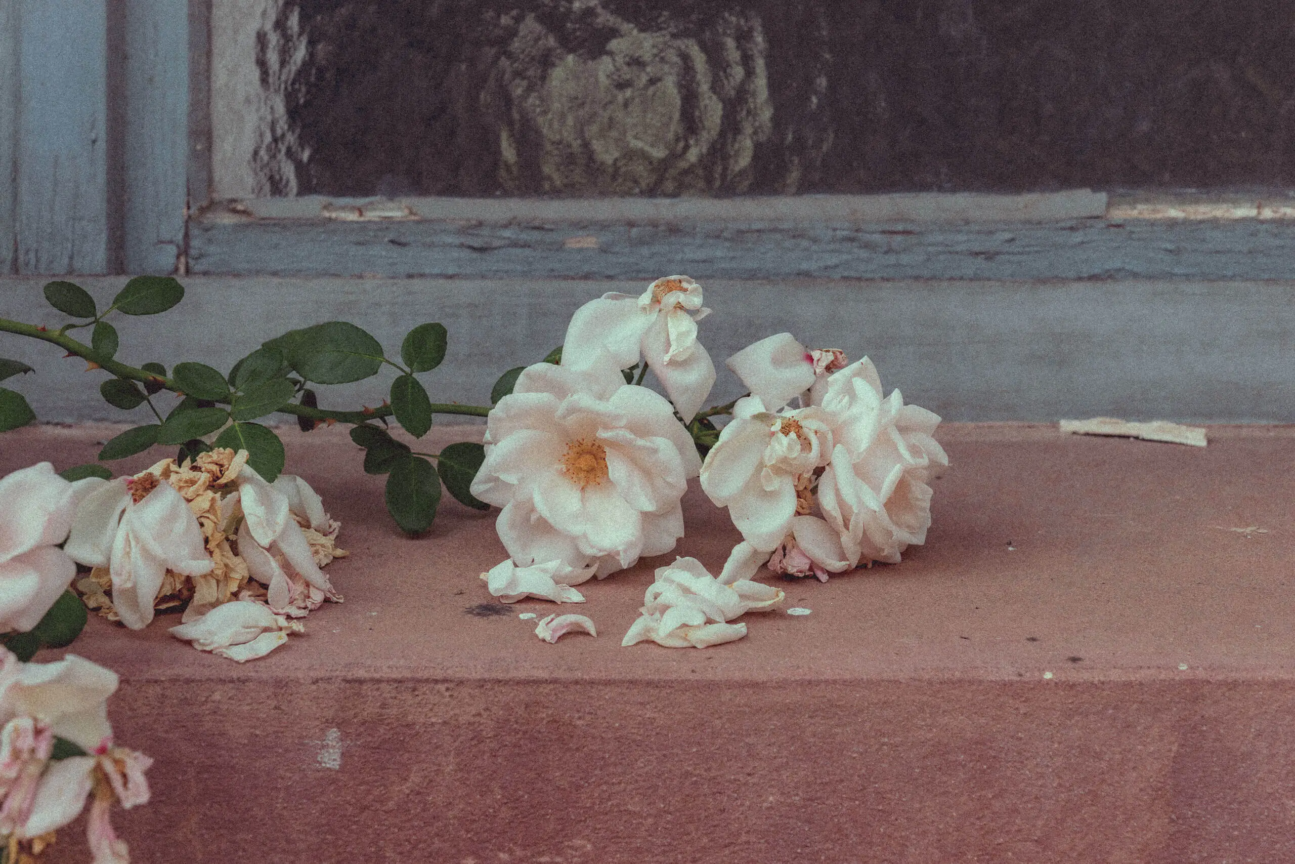 Wilted white roses and leaves on a stone surface near a window.