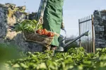 A gardener with a basket of fresh vegetables, enhancing the organic appeal of Roxburghe Hotel Golf & Spa.