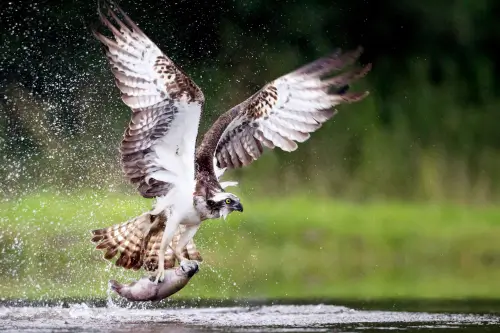 An osprey catching a fish in mid-air over a sparkling lake.